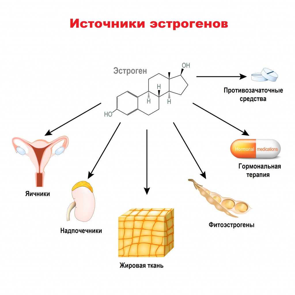 Эстрогены и их функция в молочных железах