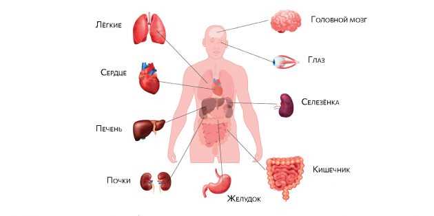 Расположение селезенки; селезенка с какой стороны находится у человека