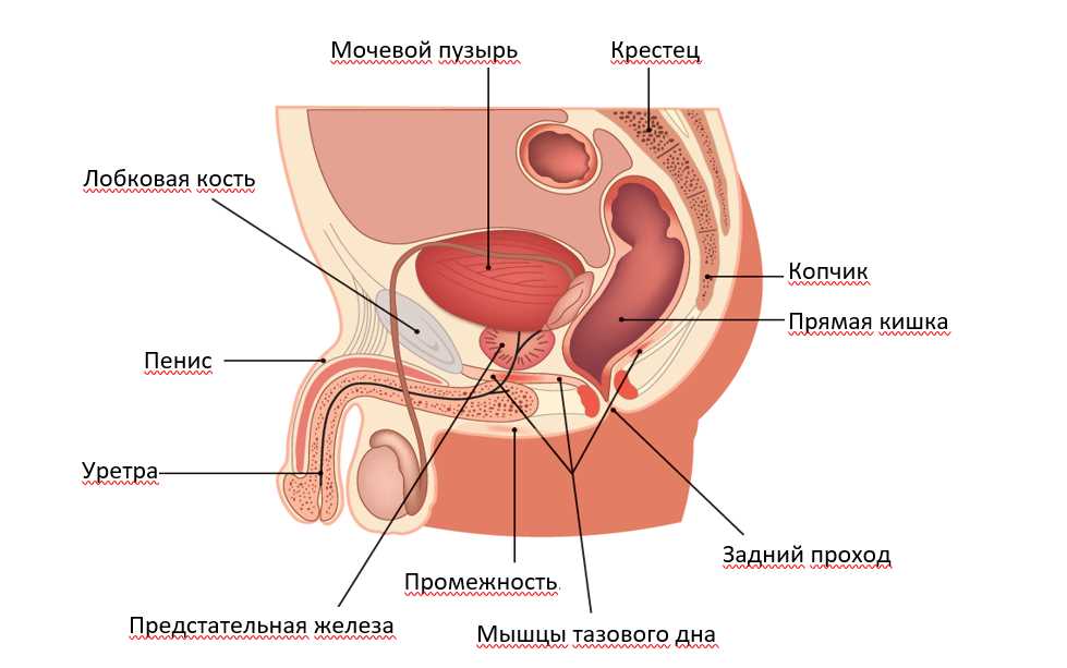 Зачем нужны соски мужчинам?