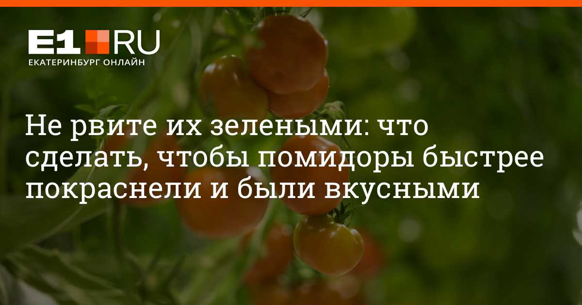 Выбор сорта помидоров, чтобы помидоры быстрее краснели в теплице