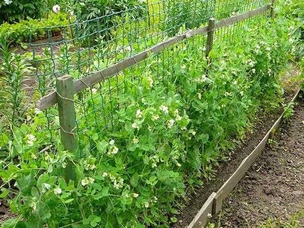 Гороховая каша с тушенкой: рецепт и советы приготовления