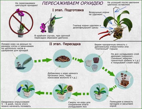 В какое время можно пересаживать орхидею?