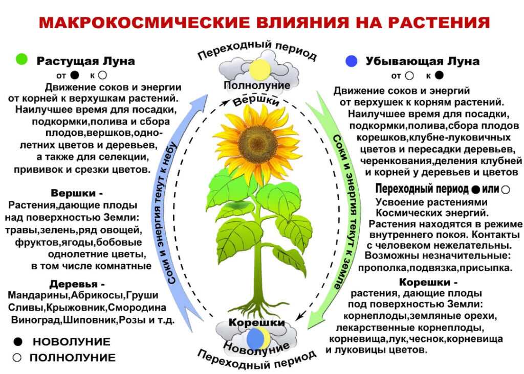 Посадка деревьев и кустарников в соответствии с лунным календарем - это практика, основанная на наблюдении влияния фаз Луны на природные процессы. Учитывая, что Луна оказывает влияние на приливы и отливы, эта практика предполагает, что она также может влиять на рост и развитие растений.
