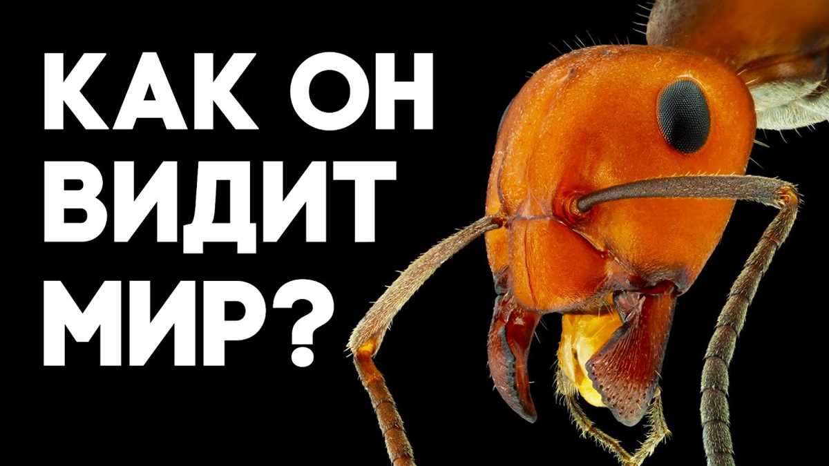 Раздел 3: Признаки наличия муравьев в доме; как уничтожить муравьи в доме