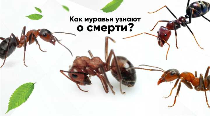 Ключевые методы уничтожения муравьев в доме