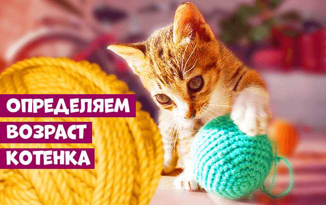 Как определить возраст собаки по внешним признакам
