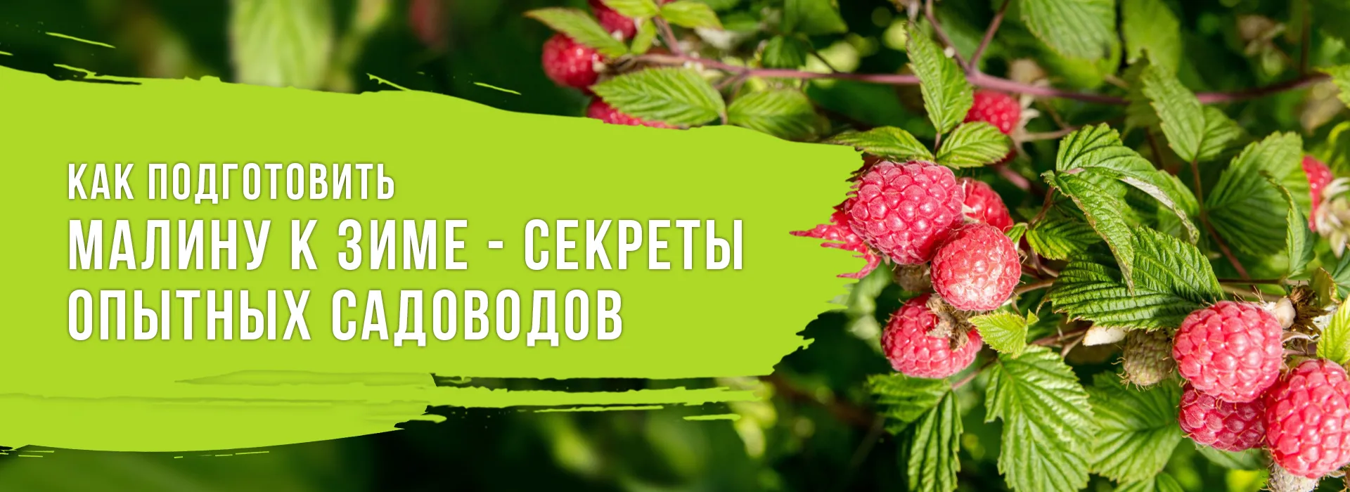 Профилактика и лечение болезней малины