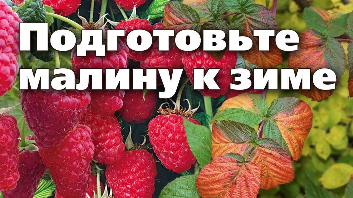 Укрытие малины на зиму