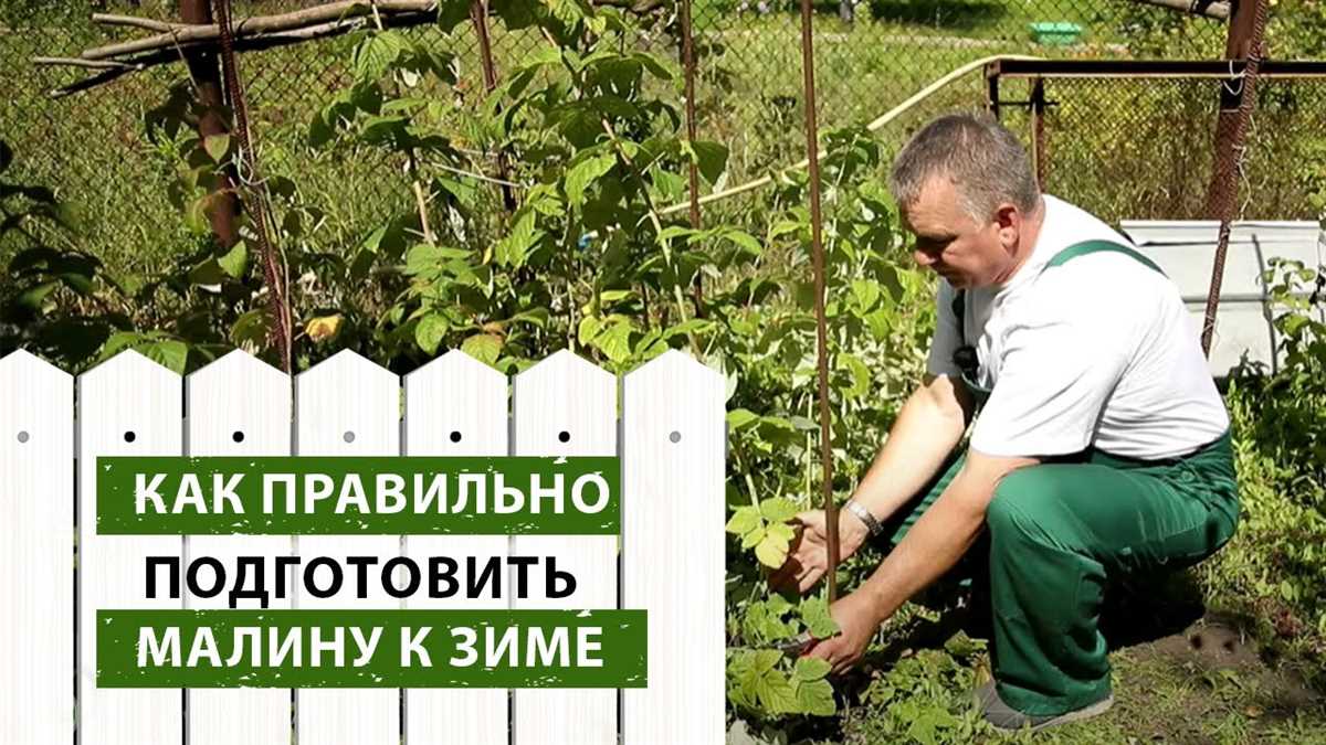 Как правильно подготовить малину к зиме Как подготовить малину к зиме