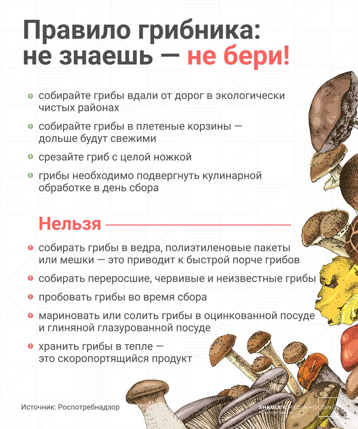 Памятка по правилам сбора грибов: