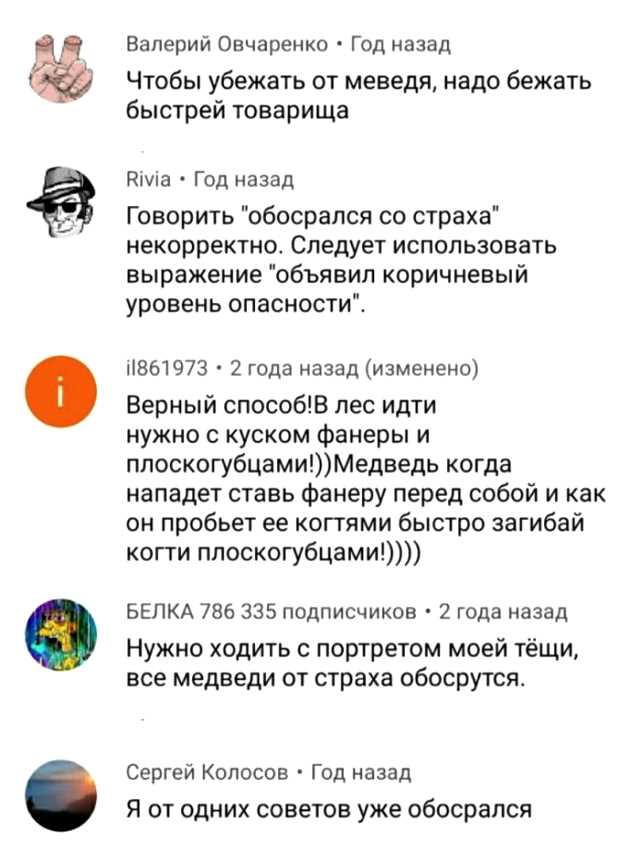 Что делать при увидел медведя?
