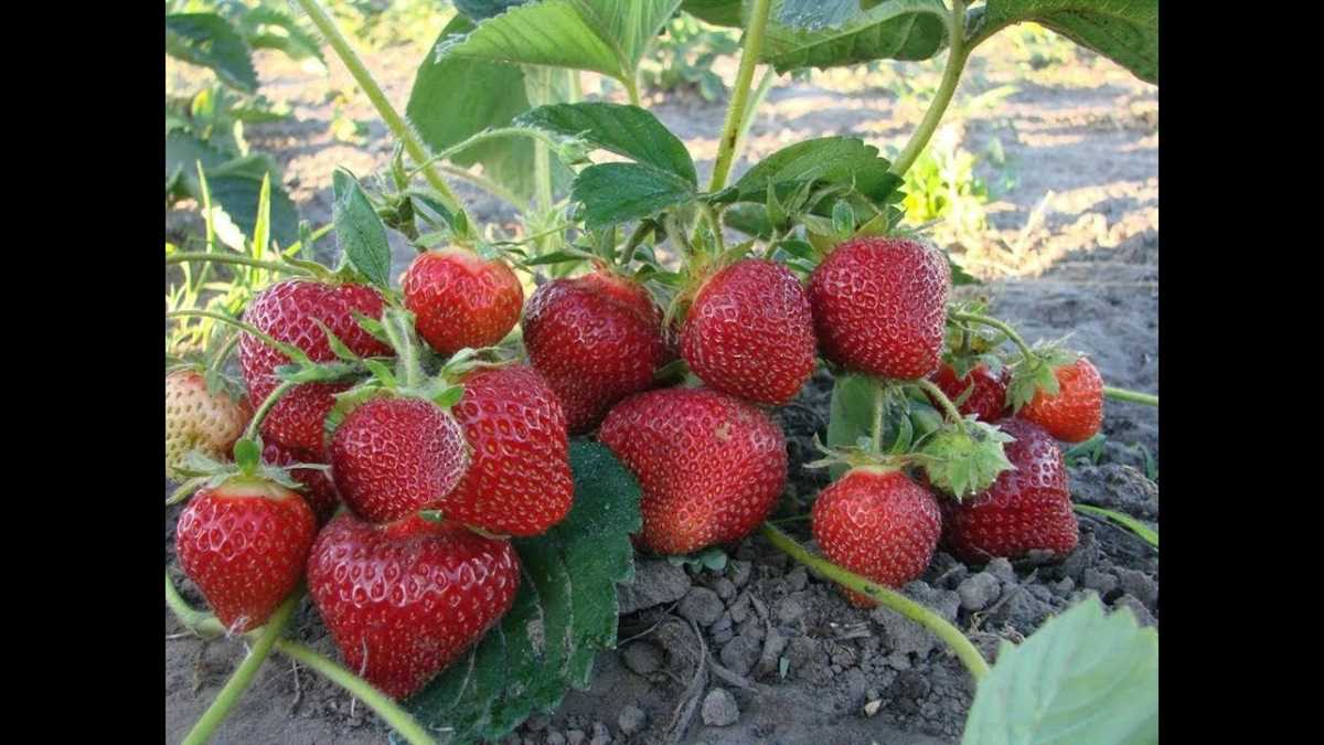 Как рыхлить клубнику