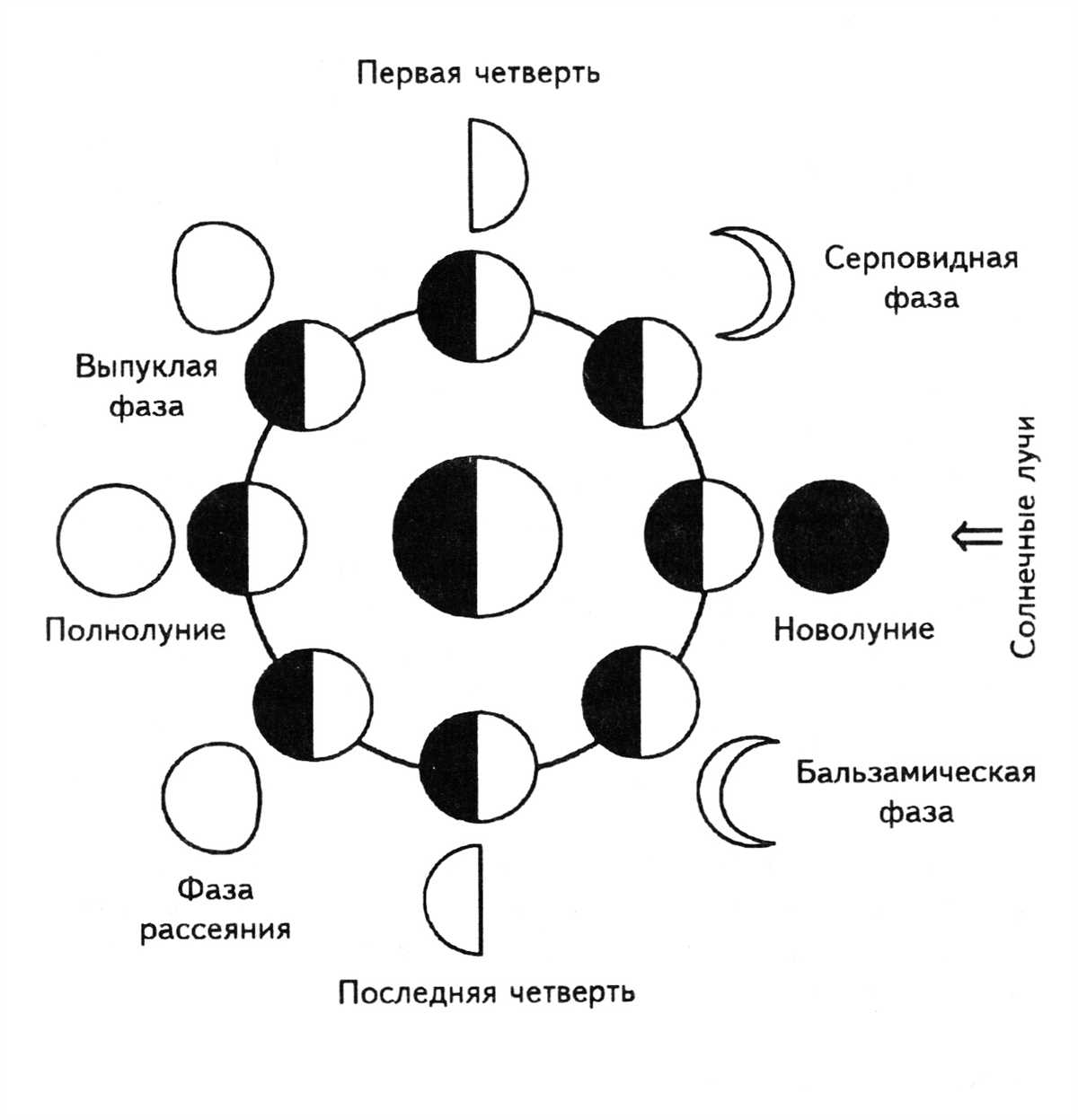 Влияние лунных фаз на искусственное осеменение и рождение животных
