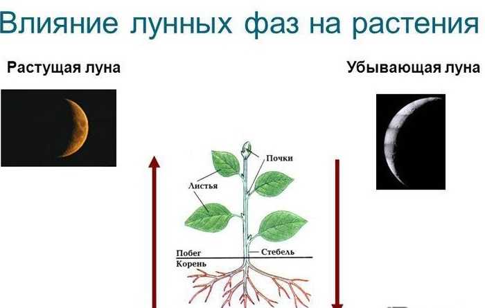 Садоводы также могут использовать лунный календарь для определения оптимальных сроков посадки и ухода за растениями. Некоторые считают, что грамотное планирование посева и садоводства в соответствии с фазами Луны позволяет получить более здоровые и устойчивые к болезням растения. Например, посев цветов или овощей во время определенных фаз Луны может способствовать их лучшему перекушиванию и укоренению.