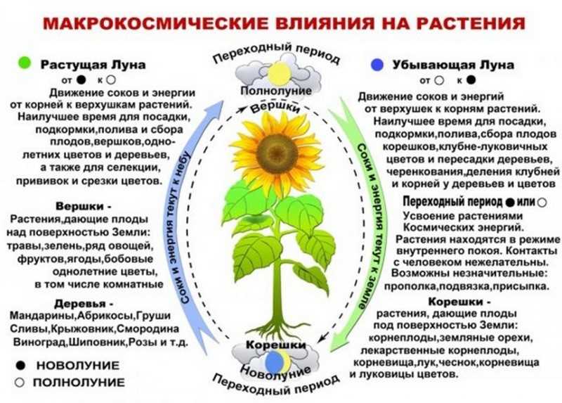 Садоводство и работы в саду требуют определенного времени и условий, чтобы принести наилучший результат. Одним из ключевых аспектов является выбор подходящего времени в году для этих деятельностей. Например, весенний период, когда земля только начинает просыпаться от зимней спячки, идеально подходит для посадки новых саженцев и растений. В это время почва еще не прогрелась до критических температур, а тепло и влажность создают оптимальные условия для быстрого роста. Также весна является периодом активного цветения многих растений, что позволяет садоводам наслаждаться красотой и ароматом своего сада.