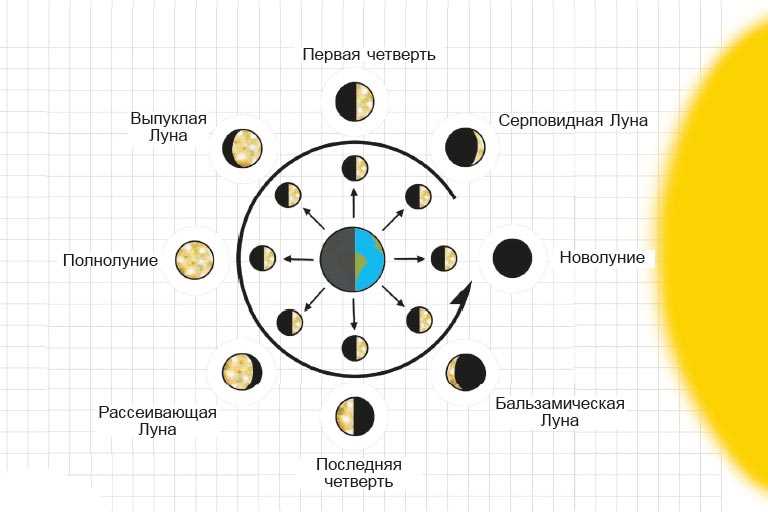 Растения также чувствительны к лунным фазам. Некоторые садоводы и огородники, опираясь на лунный календарь, выбирают оптимальное время для сева и посадки растений. Считается, что во время определенных фаз луны происходит усиление роста корневой системы, цветения или формирования плодов. При соблюдении лунного календаря можно добиться улучшения качества растений и повышения урожайности.