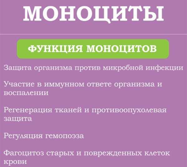 Повышенные моноциты: что говорят о состоянии здоровья