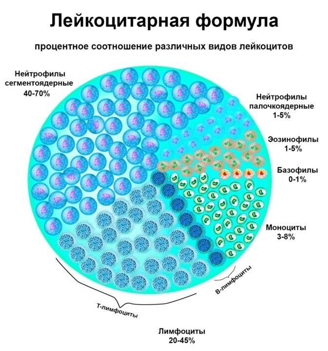 Моноциты повышены что это значит у взрослого?