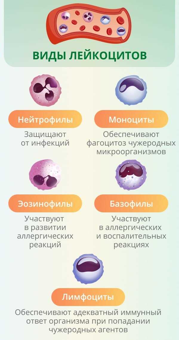 Повышенные моноциты в крови: причины и что делать Моноциты повышен что это значит