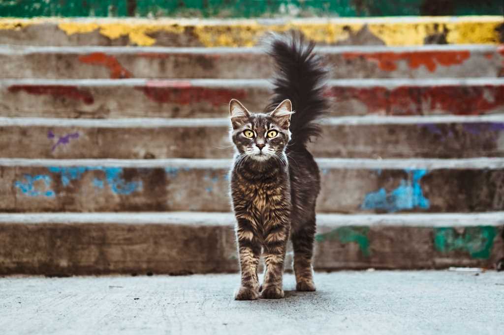 Сколько лет живут кошки